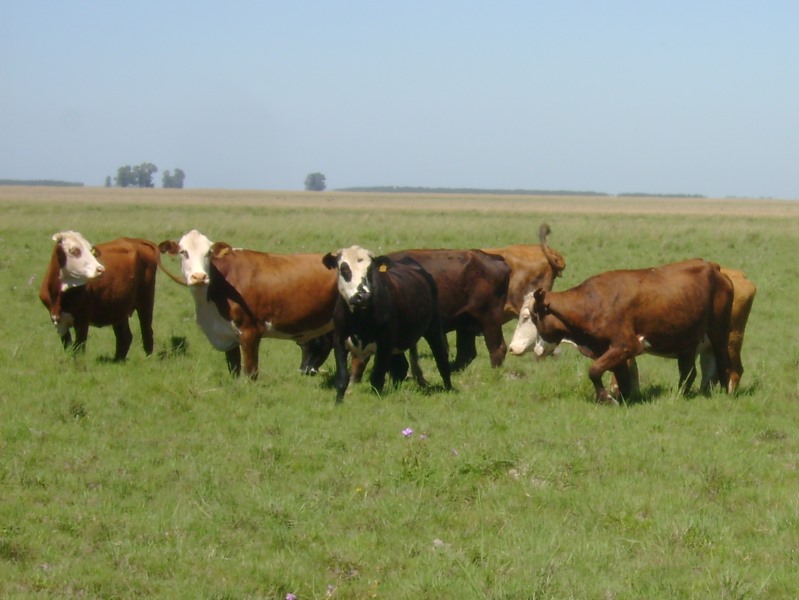 Garrapata bovina: detectan resistencia a la ivermectina