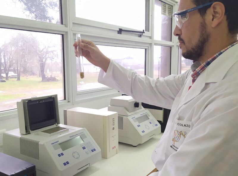 Arroz: crean una herramienta para la verificación de cultivares