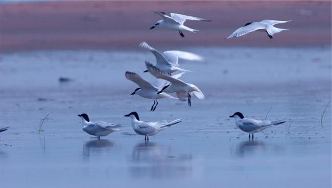 Xi pide fortalecer conservación de biodiversidad y gobernanza ambiental global