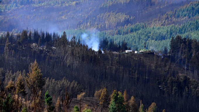 El pino radiata en el centro del debate por los riesgos de los incendios forestales en el sur argentino