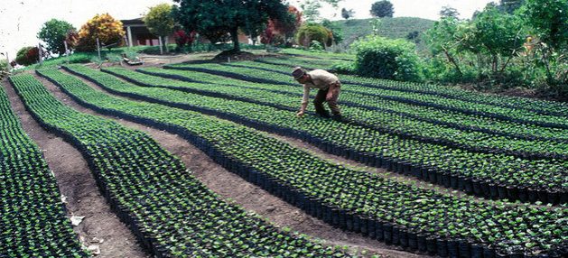 FAO pide transformar la agricultura en América Latina y el Caribe