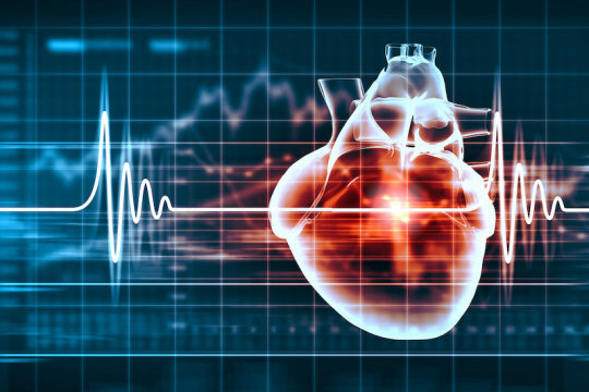 Un estudio muestra cómo un corazón acelerado puede alterar los circuitos cerebrales para la toma de decisiones