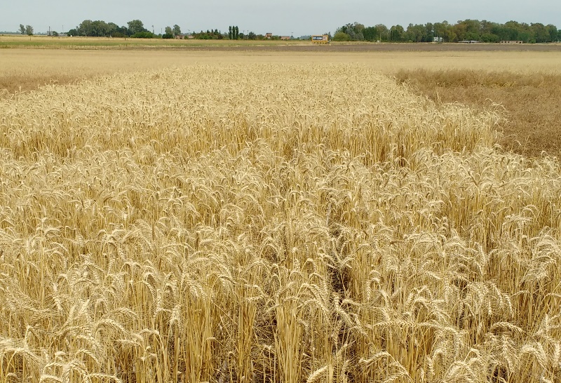 Carbono: el elemento que determina la sustentabilidad del agro