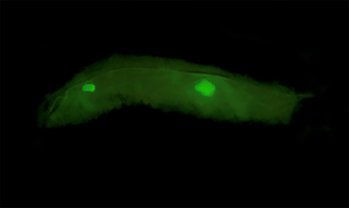 Los investigadores encuentran otra capa al código de la vida