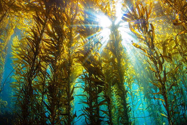 ¿Por qué los bosques de algas marinas gigantes de la Tierra valen millones al año?