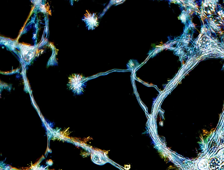Cómo tu cerebro detecta patrones en la vida cotidiana: sin pensamiento consciente