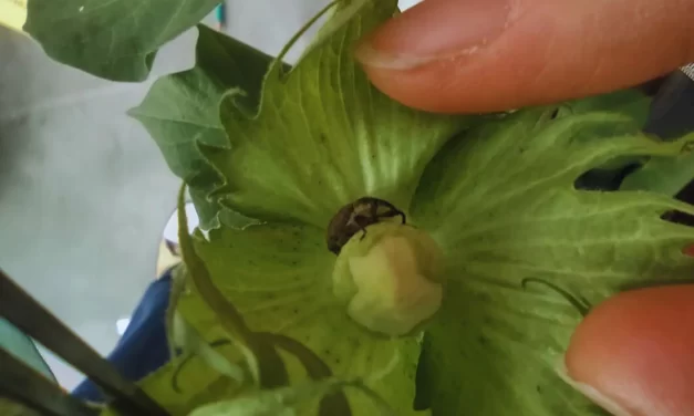 El INTA avanza en el desarrollo de un algodón resistente al picudo